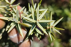 Juniperus macrocarpa
