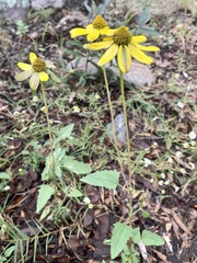 Heliopsis