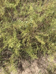 Artemisia dracunculus