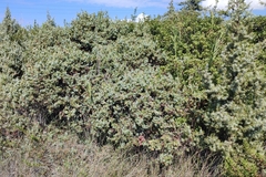 Juniperus macrocarpa