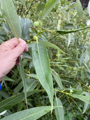 Salix lasiandra