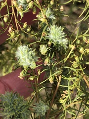 Artemisia dracunculus