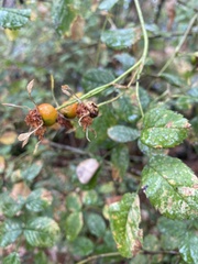 Rosa nutkana