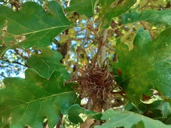 Andricus caputmedusae