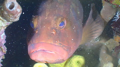 Epinephelus morio
