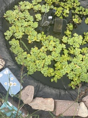 Pistia