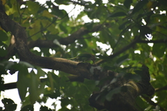 Psilopogon viridis