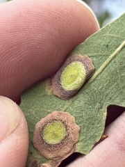 Andricus pattersonae