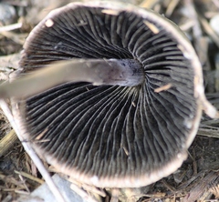 Panaeolus papilionaceus