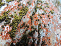 Trentepohlia aurea