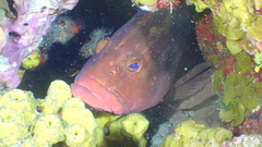 Epinephelus morio