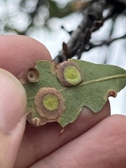 Andricus pattersonae