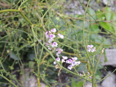 Carmichaelia odorata