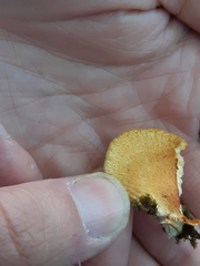 Neofavolus alveolaris