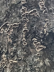 Aleurodiscus oakesii