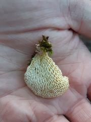 Neofavolus alveolaris