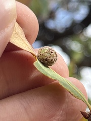 Cynips multipunctata