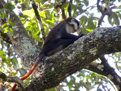 Cercopithecus ascanius