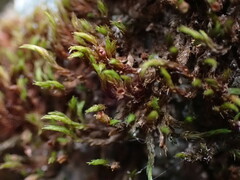 Schistidium papillosum