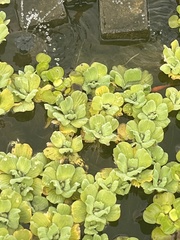 Pistia stratiotes