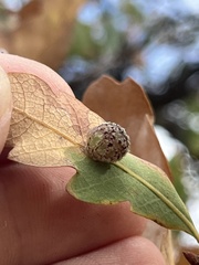 Cynips multipunctata