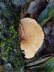 Neofavolus alveolaris