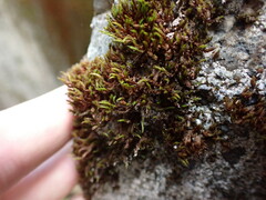 Schistidium papillosum