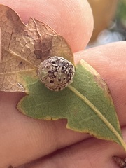 Cynips multipunctata