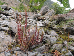 Epilobium melanocaulon