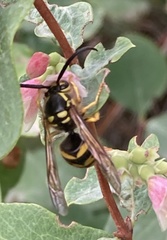 Dolichovespula arenaria