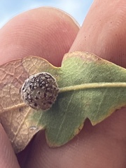 Cynips multipunctata