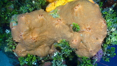 Spirastrella hartmani