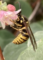 Dolichovespula arenaria