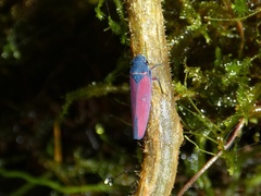 Cardioscarta flavifrons