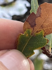 Cynips multipunctata