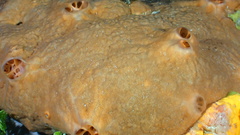 Spirastrella hartmani