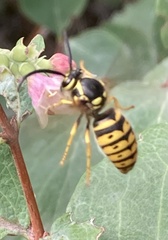 Dolichovespula arenaria