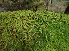 Claopodium bolanderi