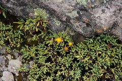 Senecio algens
