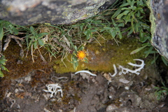 Senecio algens