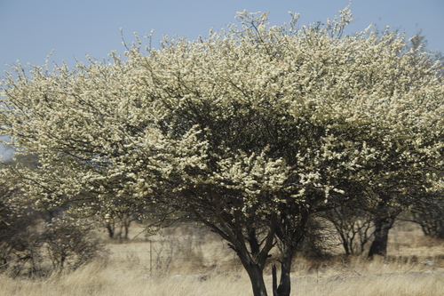 Acacia mellifera image