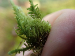 Claopodium bolanderi