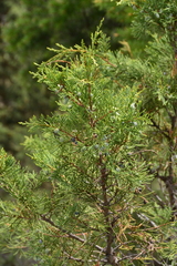 Juniperus scopulorum