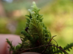 Claopodium bolanderi
