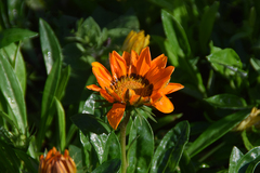 Gazania