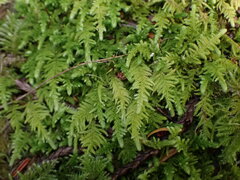 Claopodium bolanderi