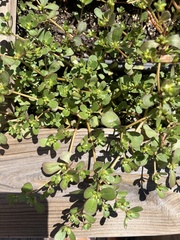 Portulaca oleracea
