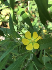 Ludwigia leptocarpa