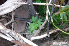 Potentilla hyparctica