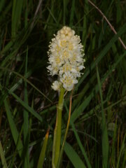 Toxicoscordion paniculatum